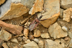 Rhynocoris erythropus