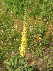Verbascum nigrum