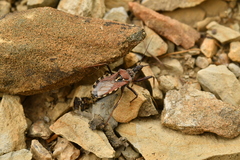 Rhynocoris erythropus