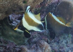 Heniochus chrysostomus