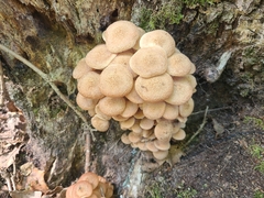 Armillaria socialis