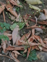 Androsace filiformis