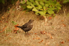 Turdus merula