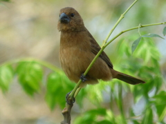 Cyanoloxia brissonii