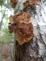 Rigidoporus populinus