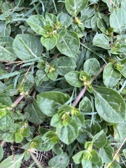 Alternanthera pungens