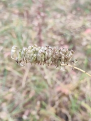 Actaea cimicifuga