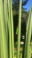 Orchelimum pulchellum