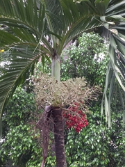Arecaceae
