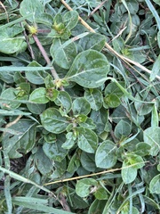 Alternanthera pungens