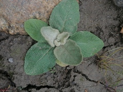 Verbascum thapsus