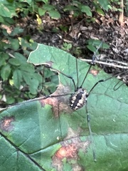 Leiobunum
