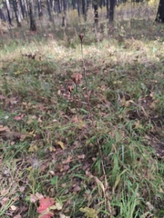 Lilium martagon pilosiusculum