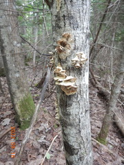 Rigidoporus populinus