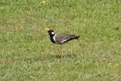 Vanellus indicus