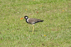 Vanellus indicus