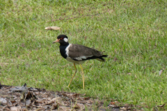 Vanellus indicus