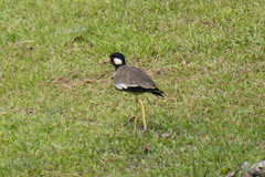 Vanellus indicus