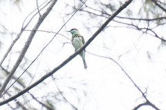 Merops viridis