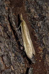 Pyraloidea