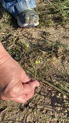Zephyranthes chlorosolen