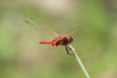 Urothemis signata