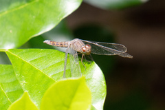 Neurothemis fluctuans