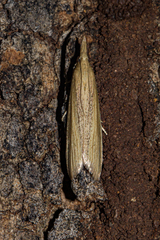 Pyraloidea