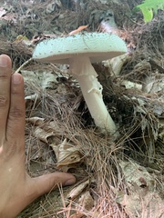 Amanita cokeri