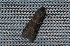 Pyralidae