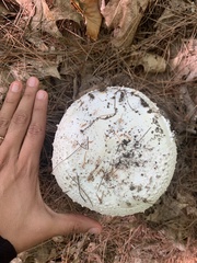 Amanita cokeri