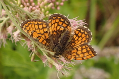Melitaea