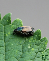 Callirhinus metallescens