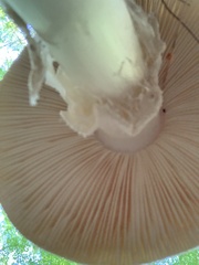 Amanita cokeri