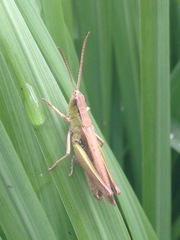 Chorthippus albomarginatus