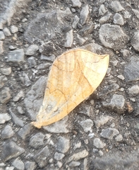 Eulithis diversilineata