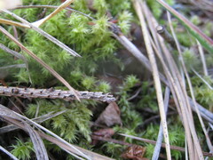 Syntrichia ruralis