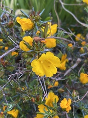 Hibbertia hypericoides