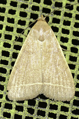 Simplicia cornicalis