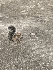 Sciurus yucatanensis