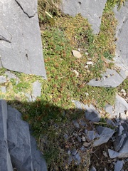 Teucrium pyrenaicum guarensis