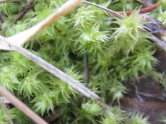 Syntrichia ruralis