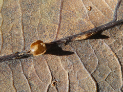 Neuroterus anthracinus