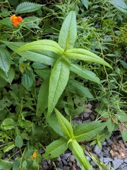Eupatorium perfoliatum