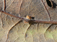 Neuroterus anthracinus