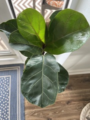 Ficus lyrata