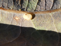 Neuroterus anthracinus