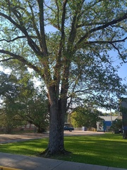 Quercus × comptoniae