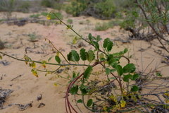 Hermannia scordifolia