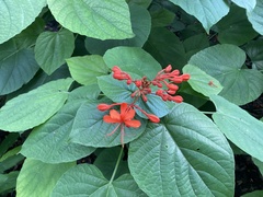 Clerodendrum paniculatum